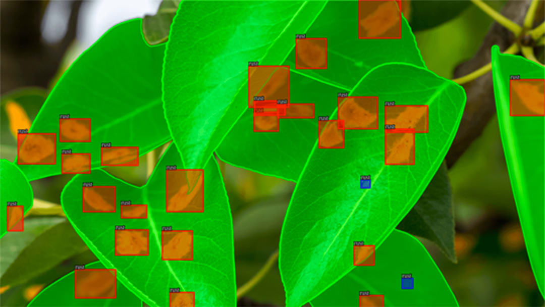 Crop Detection Annotated